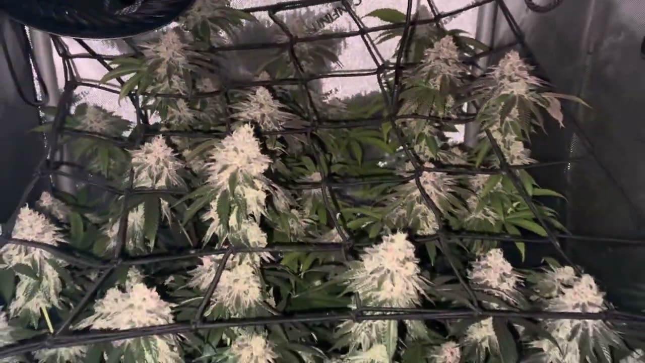 Day 46 - Apple Fritter (Lumpys Cut) & Pineapple Fruz (Seedjunky Cut) 🍍❄️🍧🍎