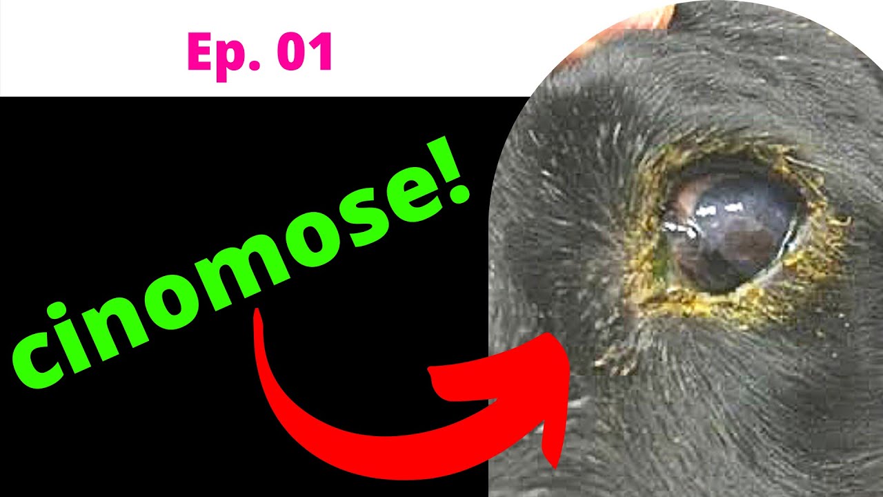 CINOMOSE EM CACHORRO - Esta Doença Tem CURA - Ep. 01