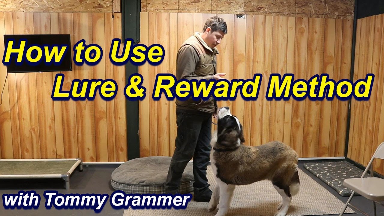 Developing Hand Signals through Lure & Reward Method