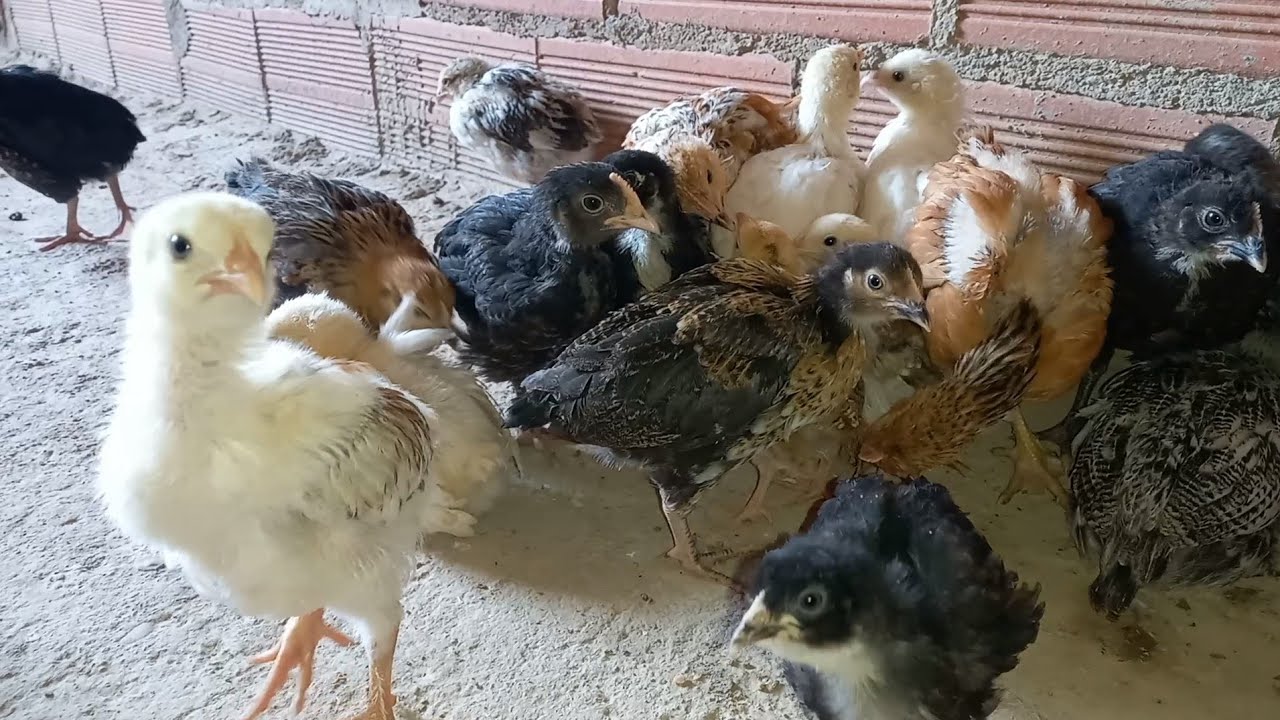 مشروع تربية الدجاج البلدي في الجزائر والوطن العربي تعالو نبدأ من الصفر معا 🐣🐤