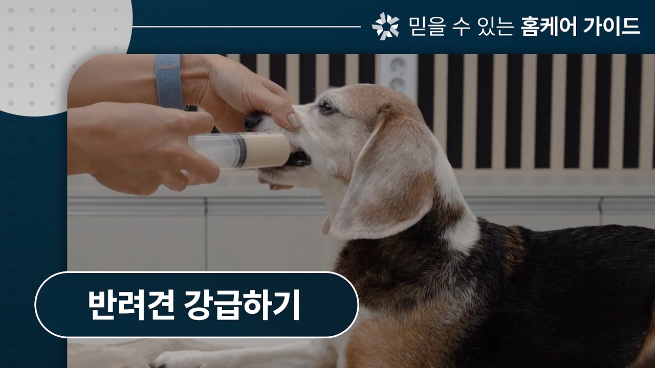 반려견 강급하기