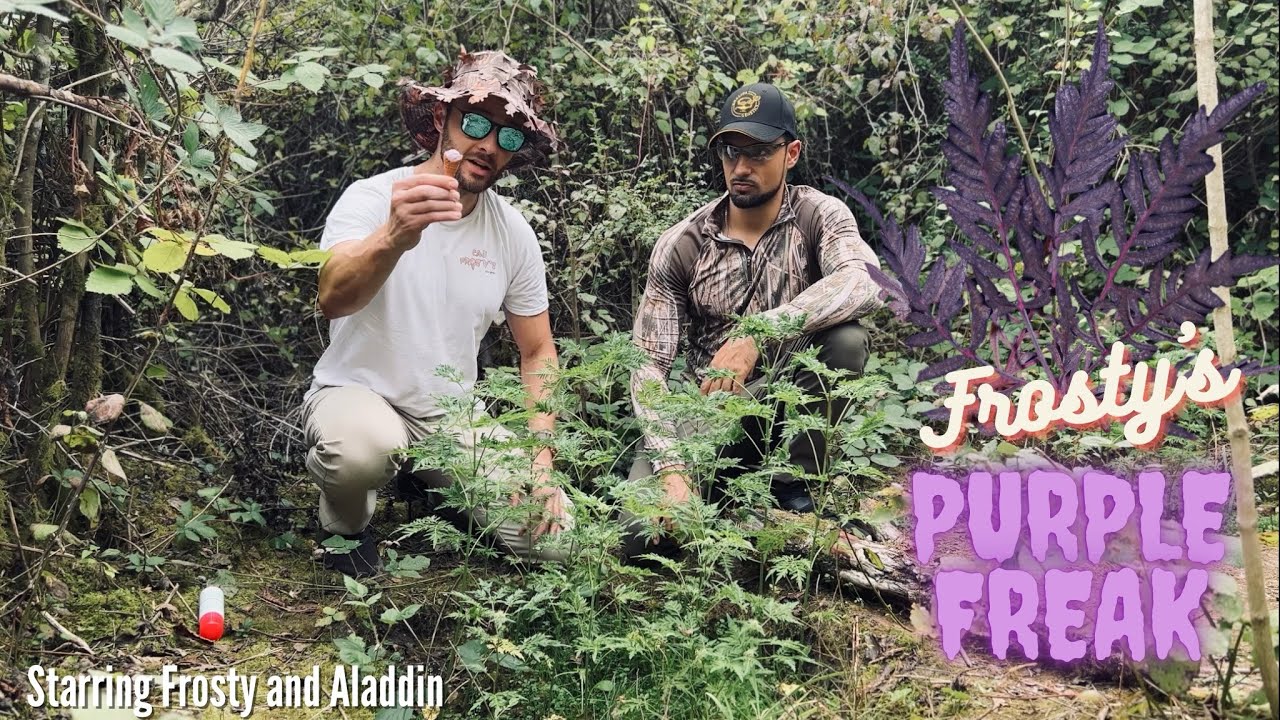 Frosty and Aladdin unveil Frosty’s Purple Freak and get raided… (with @Khalifa Genetics) (FR subs)