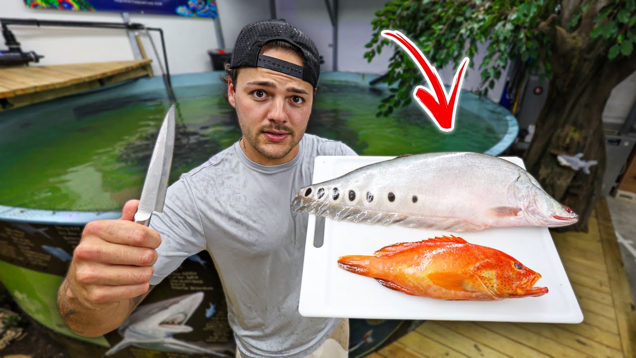 Eating My Pet Aquarium Fish…