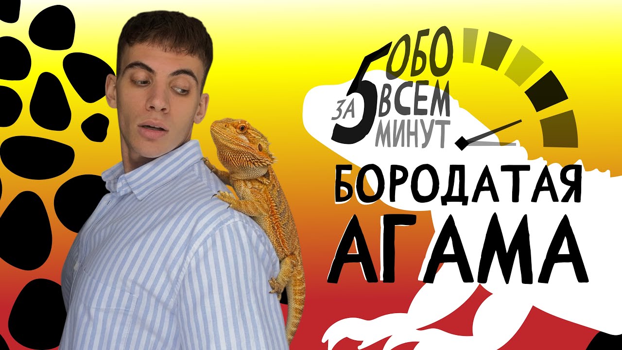Бородатая агама. Все о содержании дома за 5 минут