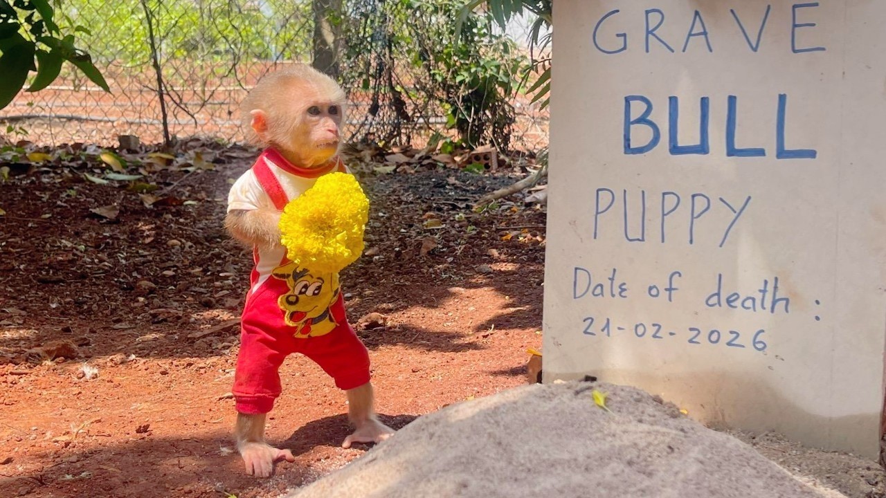 Poor Lulu! She quietly takes care of Bull's resting place every day