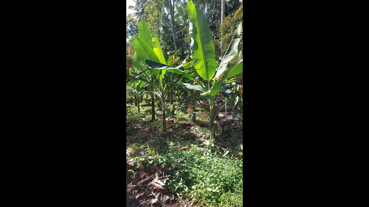 Malalaki nadin kahit papano saging lakatan. #fypシ #highlights #saging #lakatan #farming #davaocity