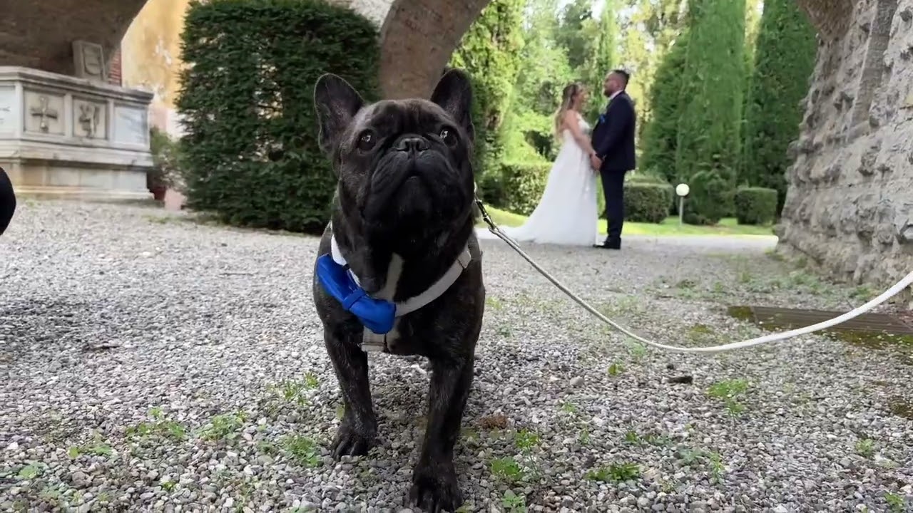 Bouledogue francese al matrimonio grazie a Wedding Dog Sitter