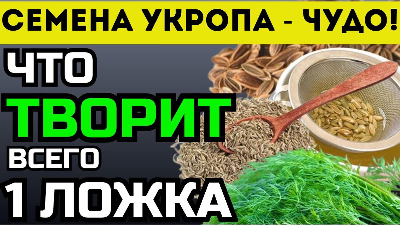 Семена укропа - Рецепт отвара для здоровья и долголетия
