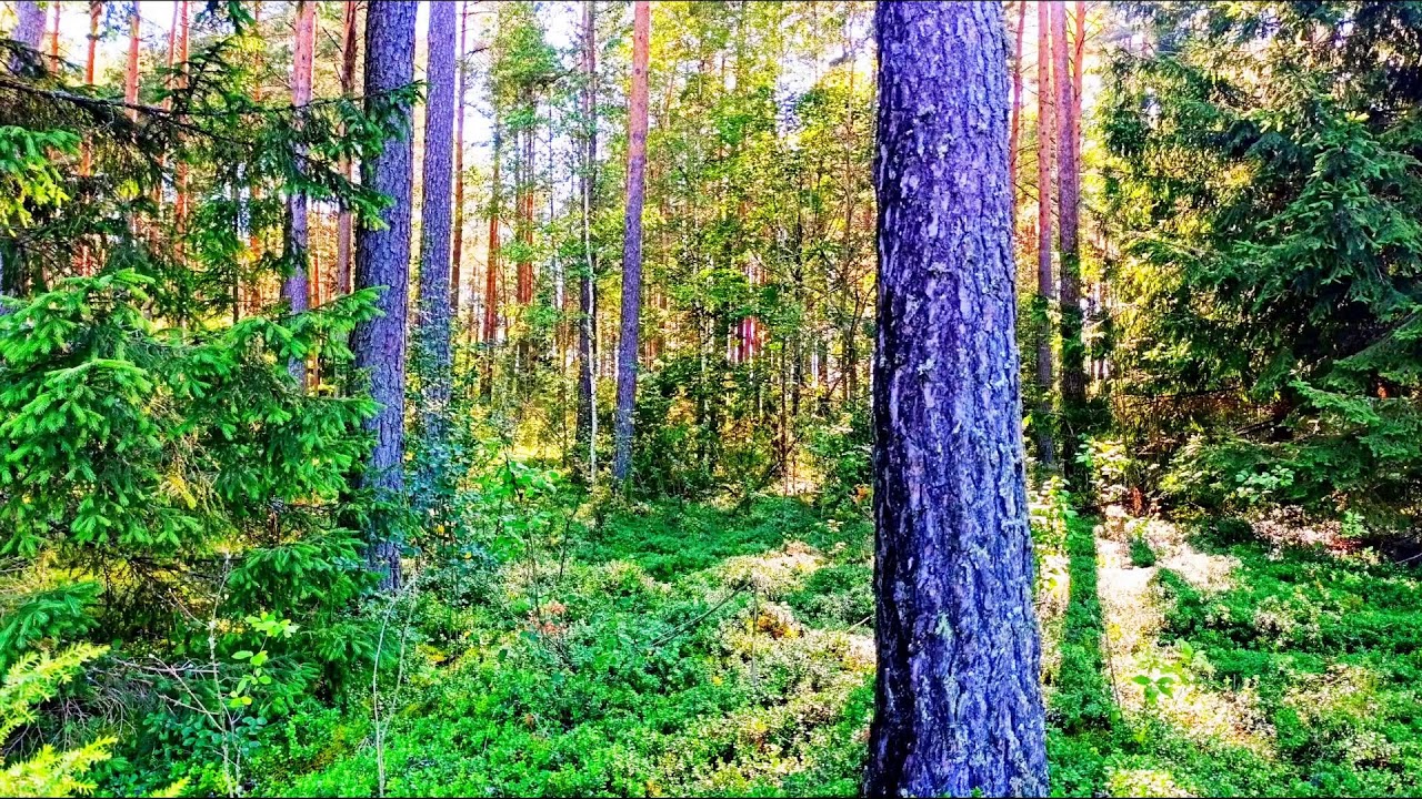 Звуки леса в формате 4K для успокоения 🌿 Умиротворяющее пение птиц и зелень для релаксации🌿
