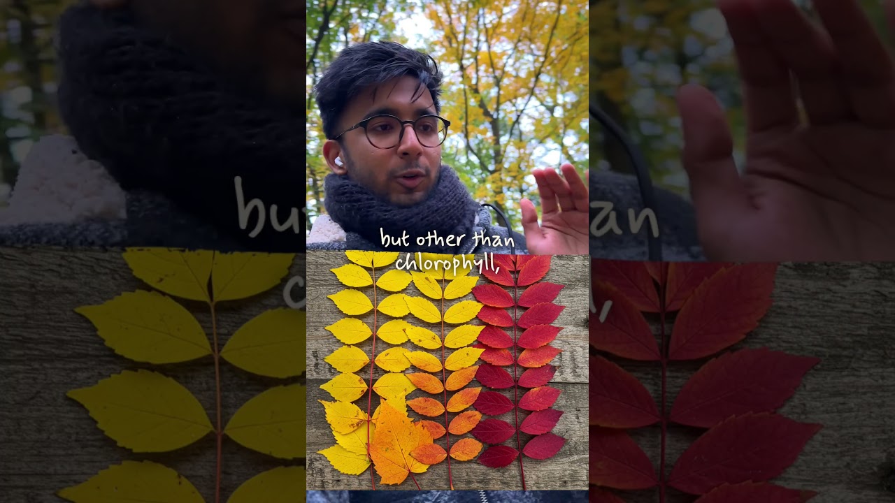 Ever wondered why the autumn season is so colorful? Here&rsquo;s why ⬆️