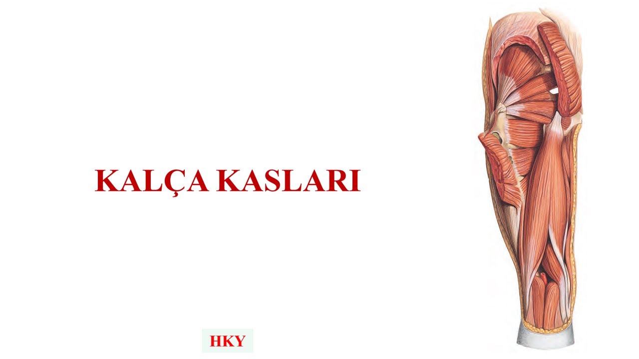 Kalça Kasları