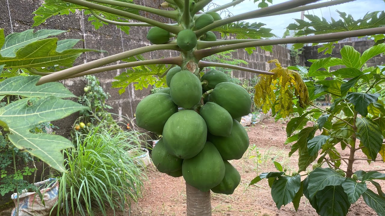 How to Grow Maradona Papaya