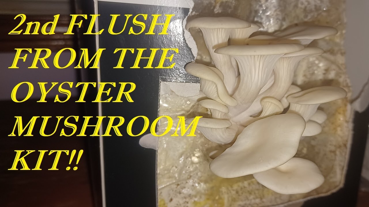 Second Flush From my Oyster Mushroom Kit. Definitely Worth the Money - Fresh Mushrooms From Home!