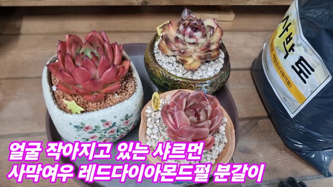 26.1.22🌹 얼굴작아지고 있는 샤르먼 사막여우 레드다이아몬드펄 #사박토로 #분갈이해요🌹 #사박토 010-3436-6631