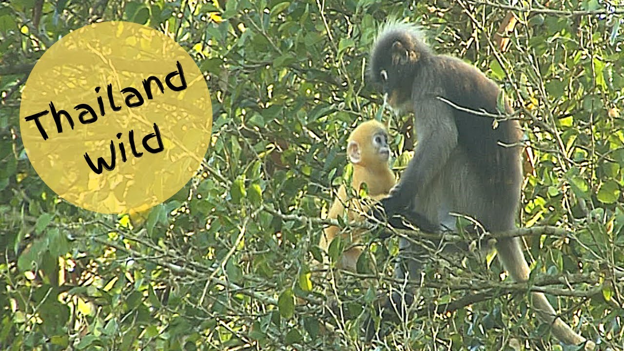 Young Leaf Monkey Crashes out of Tree, Kaeng Krachan NP, Thailand