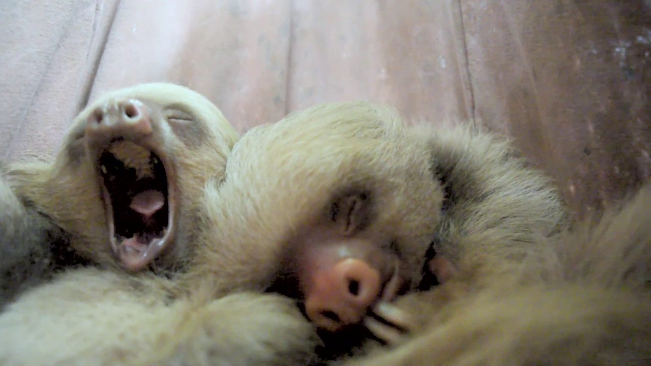 Saving the Sloths Takes a Village