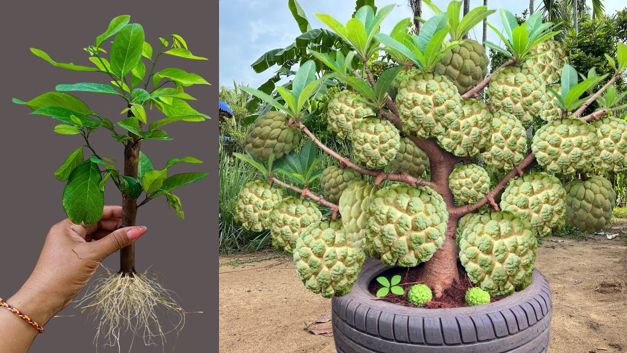 How To Propagate Sweetsop Trees From Cutting Faster With Aloe In Potatoes
