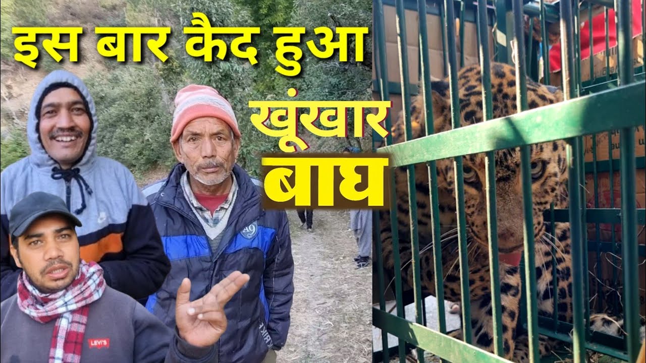 इसके फंसने से गांव में खुशी का माहौल। #तेंदुआ #lepard #Tiger #uttrakhand #animals 