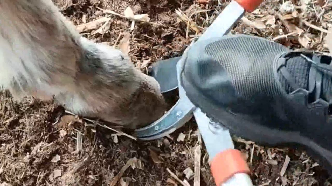 Repairing donkey hooves is too difficult, it requires stepping on large scissors to cut them off!