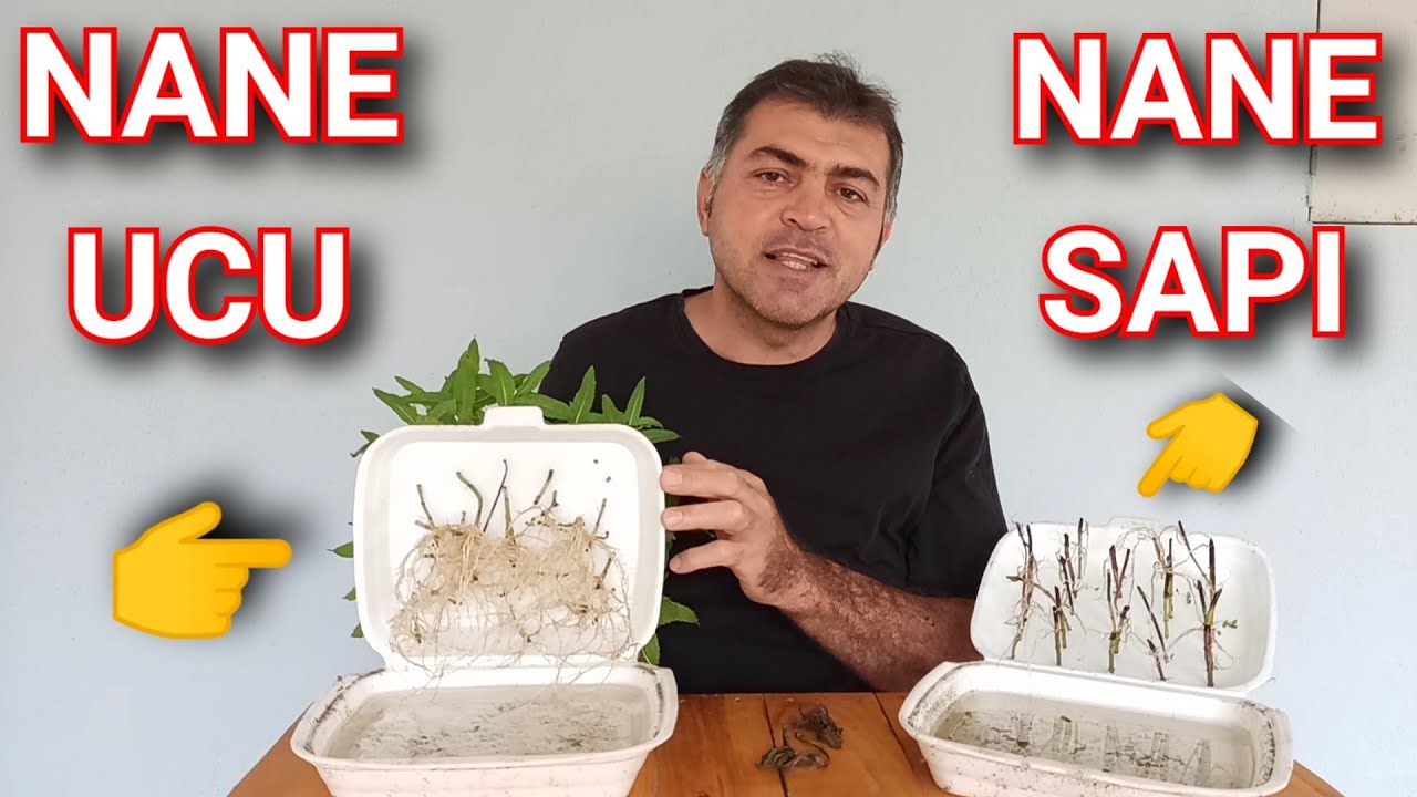 Saksıları, Balkonları Nane ile Dolduracak Yöntem