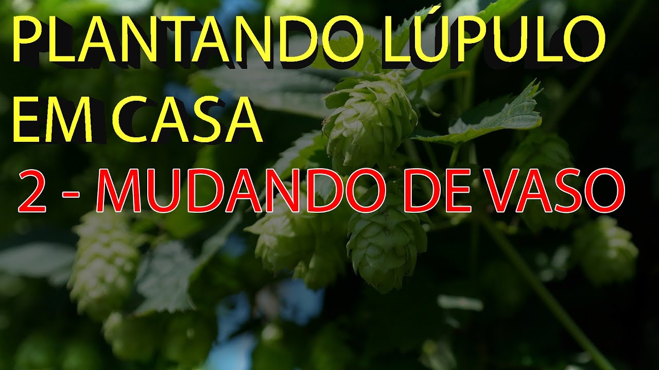 MUDANÇA DE VASO - Plantando Lúpulo em Casa #02