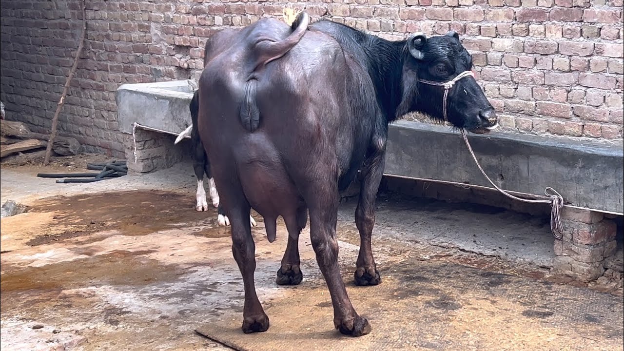 Top quality 16 kg milk for sale #dairyfarm #shriganganagar #farming #baffalo #murraha 