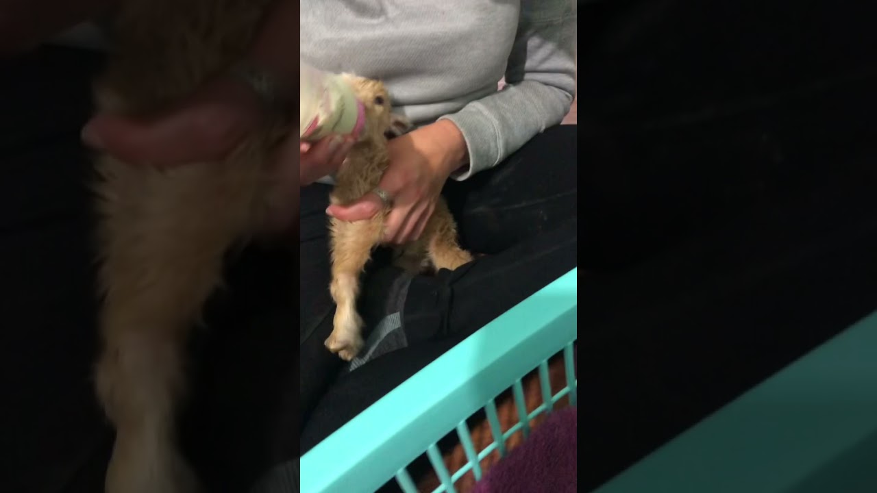 Premature Baby Goat #instagood #