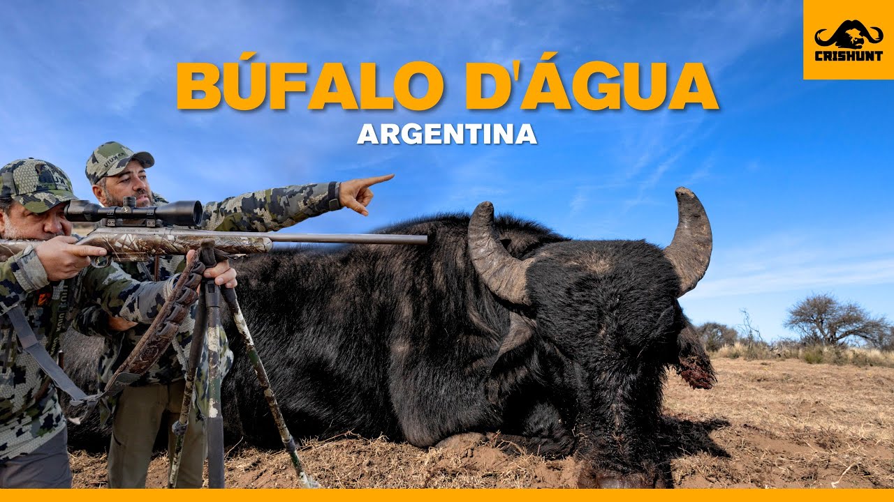 A dif&iacute;cil ca&ccedil;ada de um B&uacute;falo d'&aacute;gua na Argentina