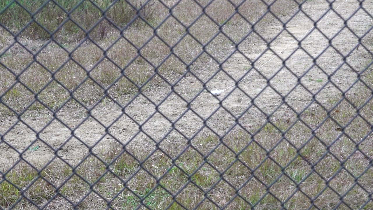 チーターラン　千葉市動物公園