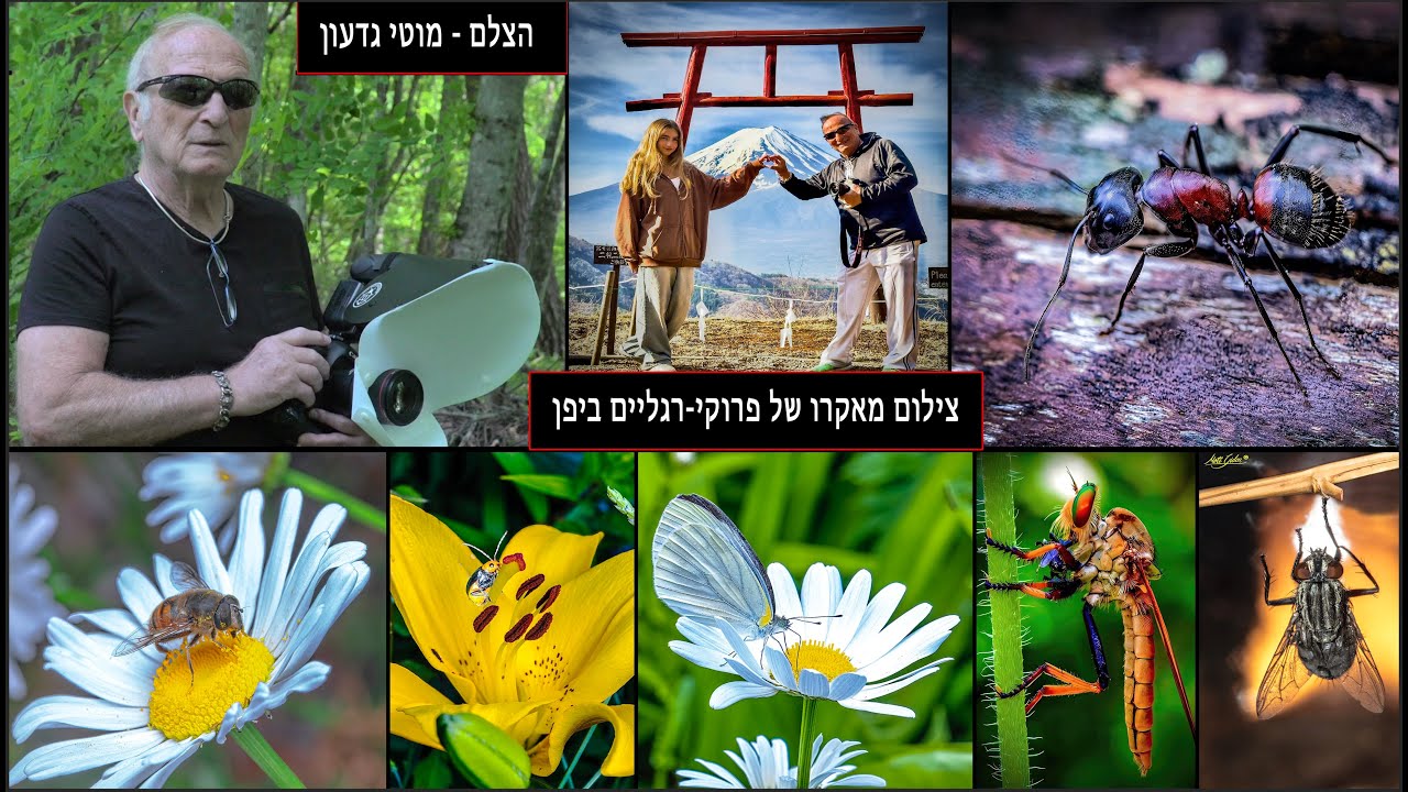 צללו לעולם הקסום של צילום מאקרו של פרוקי רגליים ביפן יחד איתי, מוטי גדעון!