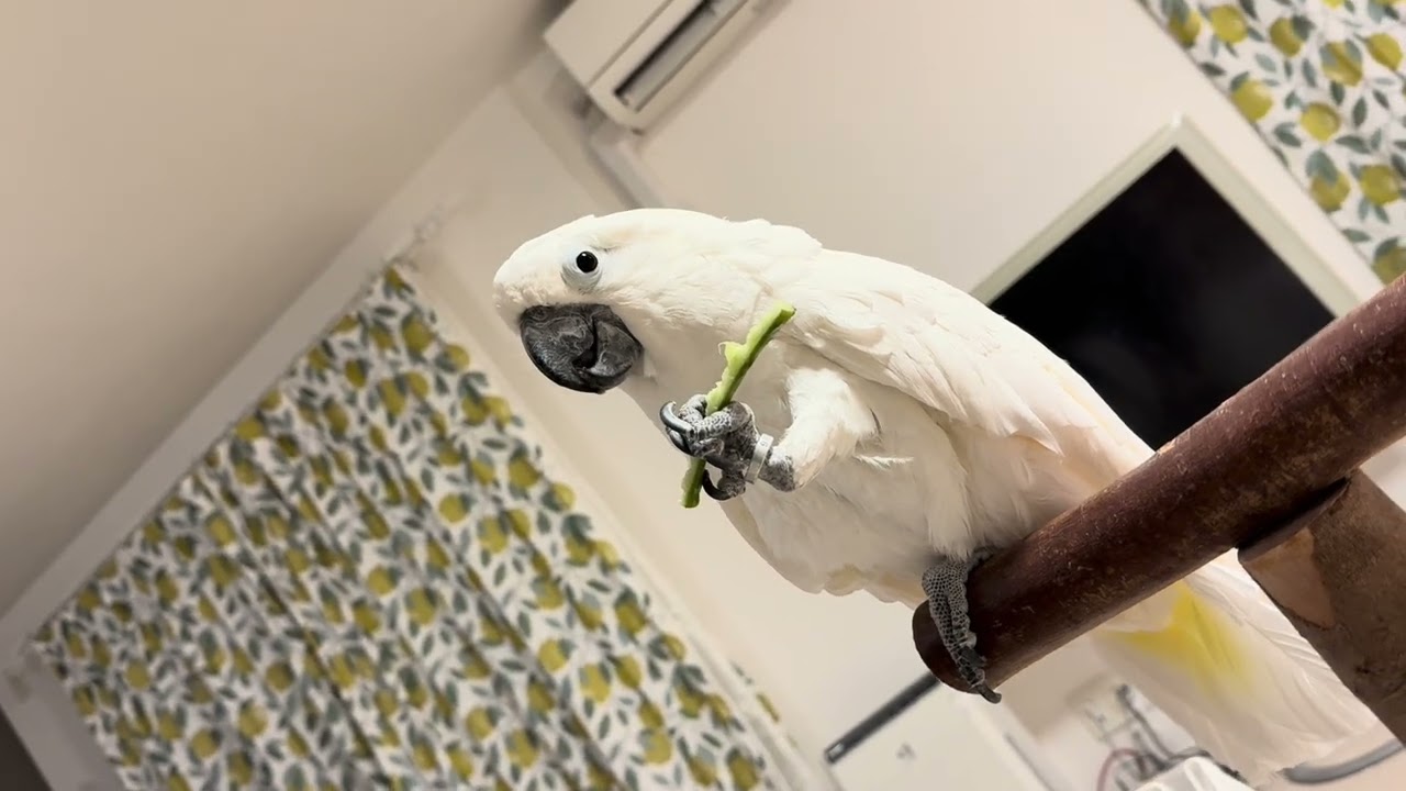 🥝Cucumber Party🥚