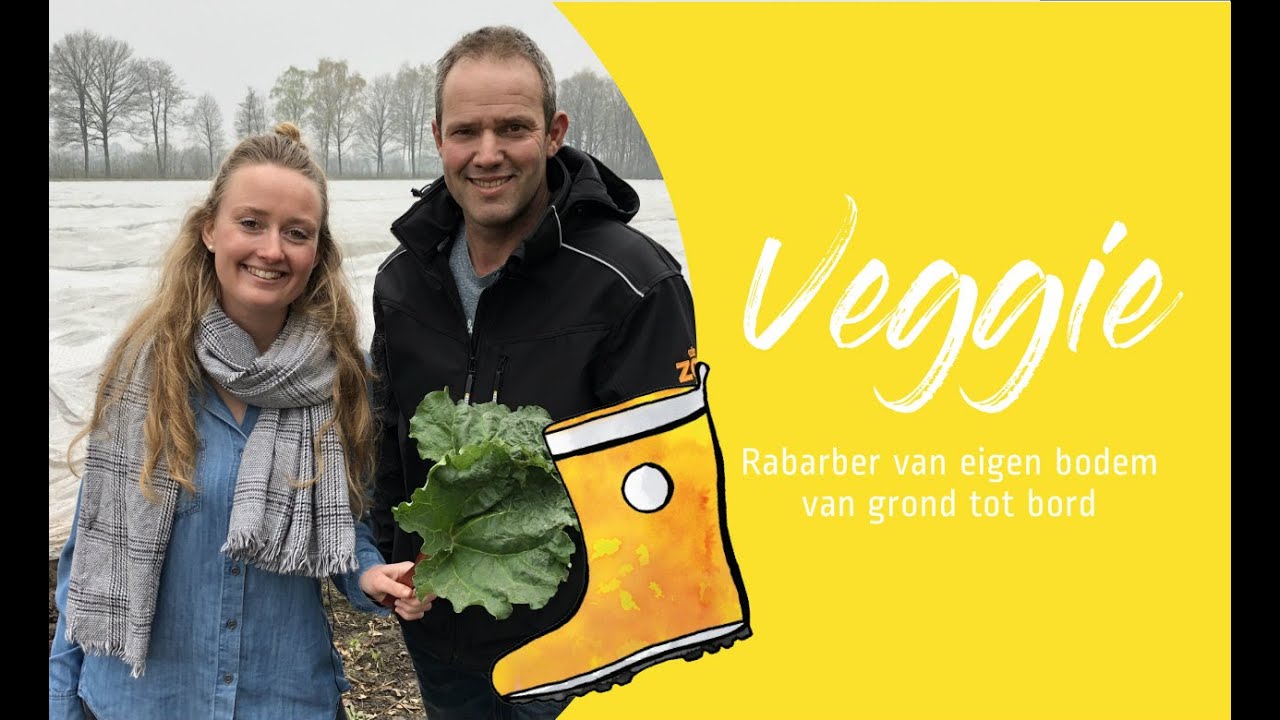 RABARBER van grond tot bord