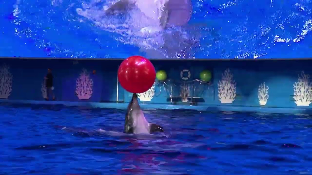 Дельфинарий в Приморском Океанариуме Владивостока 🐬🦦❤️