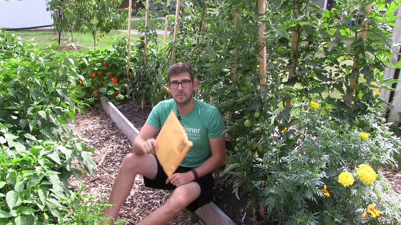 WARNING - BUYER BEWARE When Buying Seeds From Amazon and Ebay