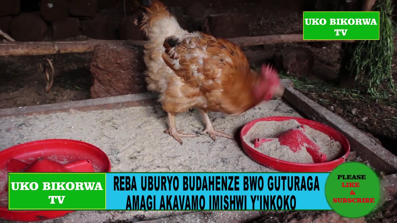 BAVUMBUYE UBURYO BUDAHENZE BWO GUTURAGA AMAGI AKAVAMO IMISHWI Y'INKOKO BY NOEL MANISHIMWE