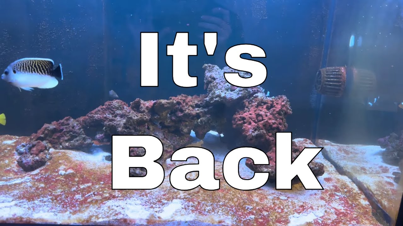 Return of the Cyanobacteria, Dinoflagellates and Diatoms - Day 4