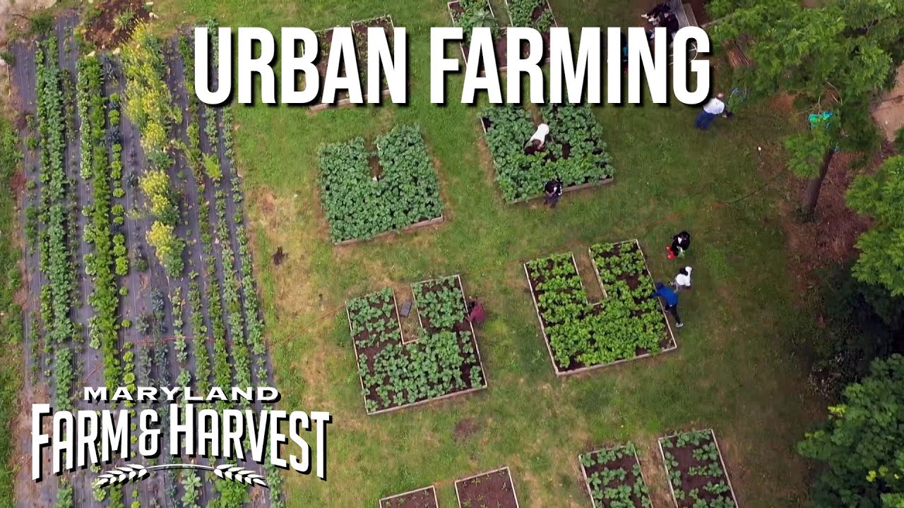 Urban Farming to Build Community