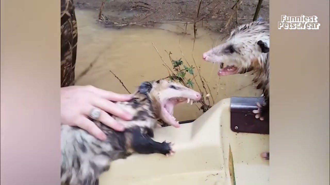 Wildlife Rescue Gone Wrong: Epic Fails and Hilarious Moments! #shorts