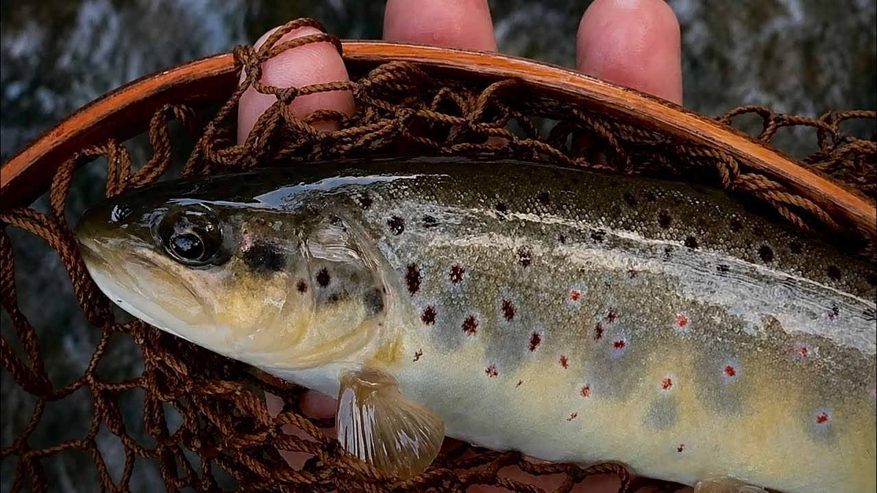 Trout couldn't resist this lure | Crankbaits lost