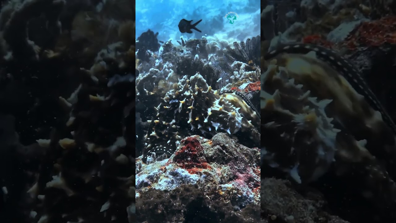 Mr Octo! Dive with us in Lombok! link in description 