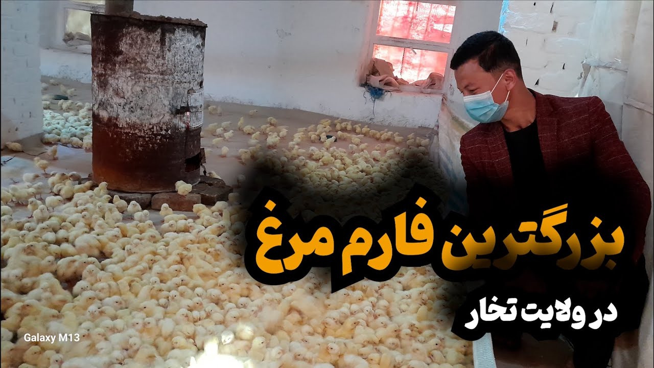 گزارش از بزرگترین فارم مرغ های گوشتی در ولایت تخار