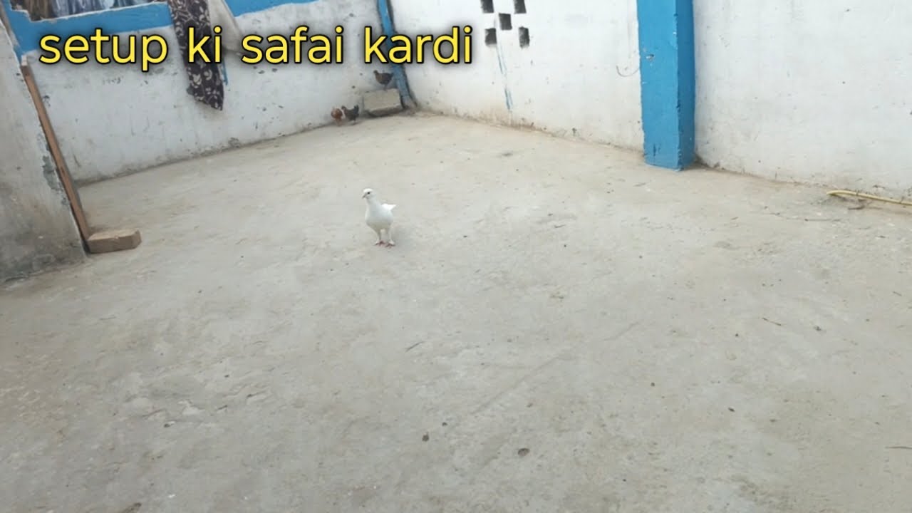 Setup ki safai kardi raffay ka village
