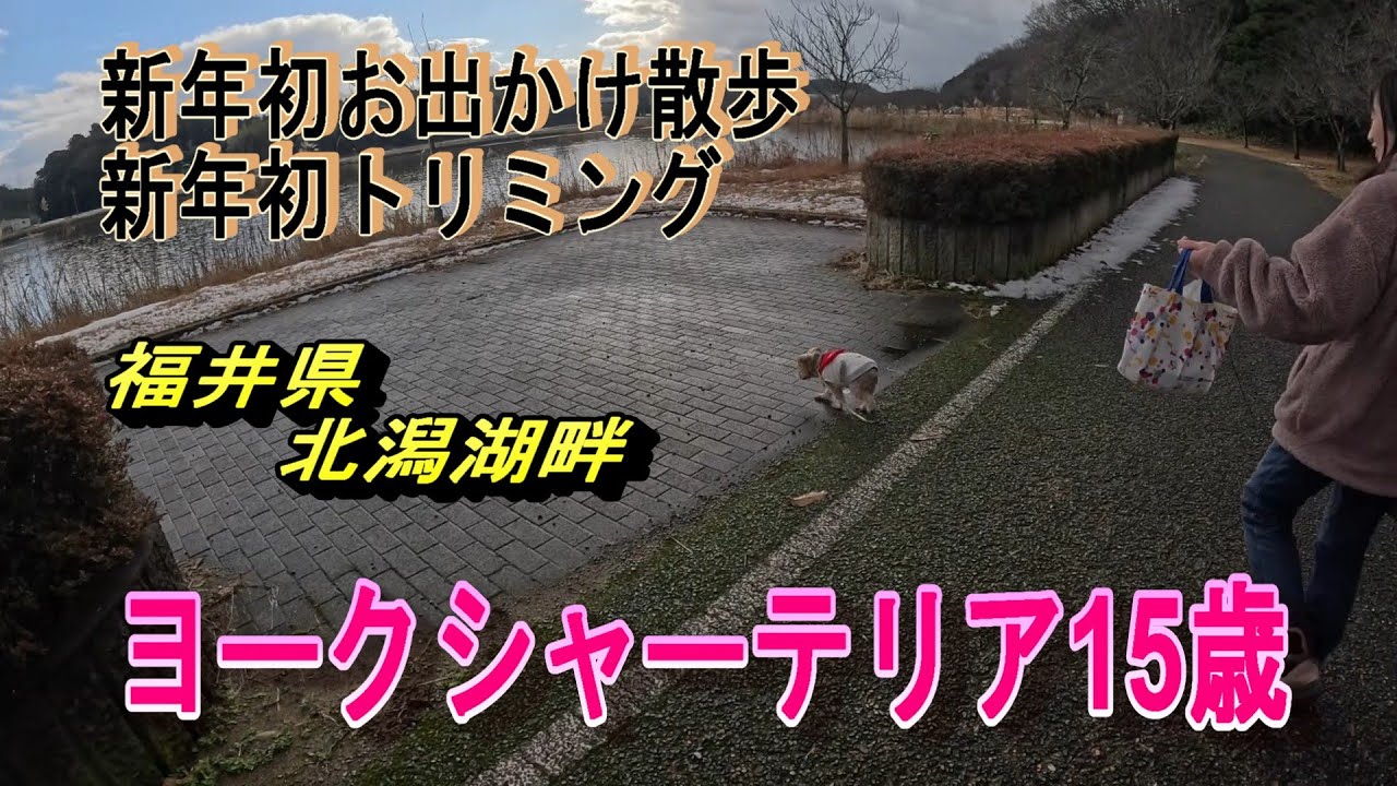 2026年1月6日福井県　ヨークシャーテリア15歳　北潟湖畔愛犬散歩  　＃愛犬散歩動画　＃福井県観光　＃老犬動画