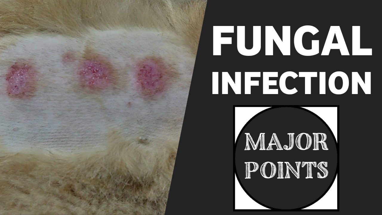 Ring Worm || Fungal Infection || Vet Furqan Younas || Animalia Dot Pk