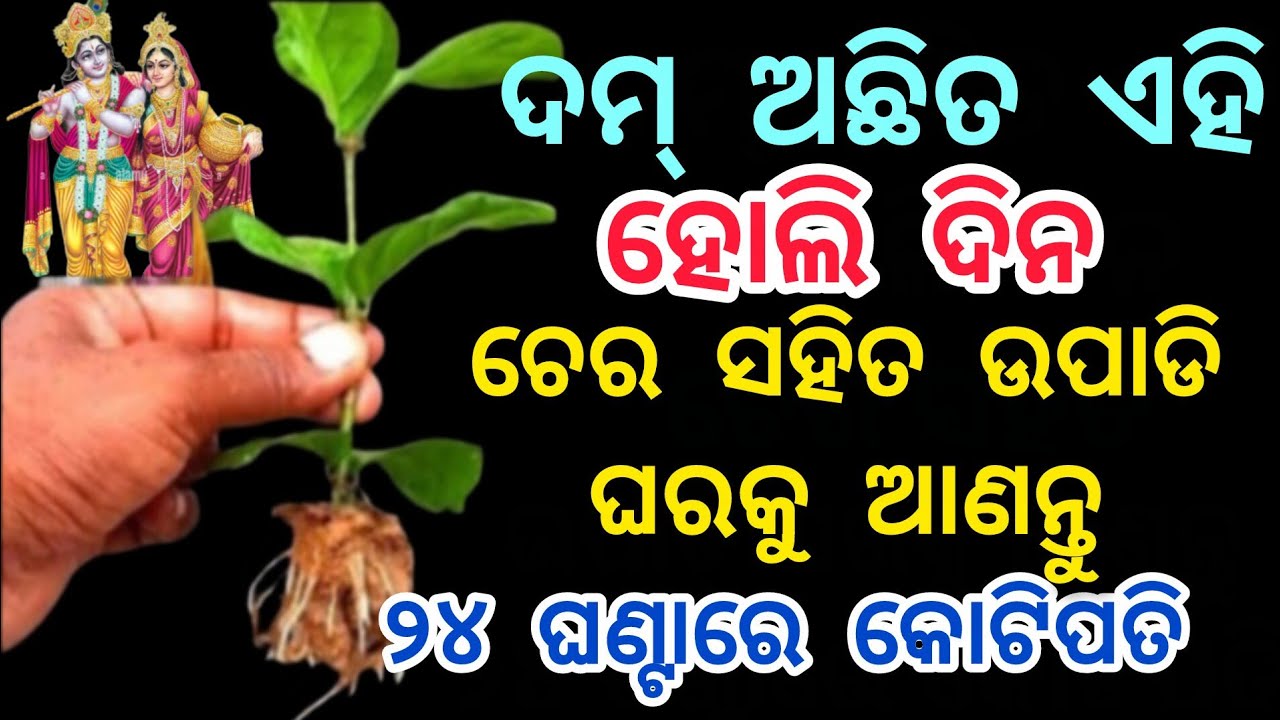 ଦମ୍ ଅଛିତ ହୋଲି ଦିନ ଚେର ସହିତ ଉପାଡି ଘରକୁ ଆଣନ୍ତୁ,୨୪ ଘଣ୍ଟାରେ କୋଟିପତି//#Holi2026