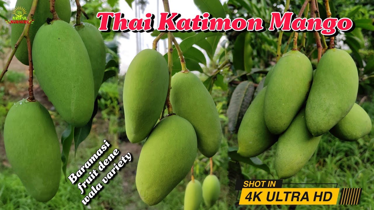 Thai All Time Katimon Mango Farming||यह आम का पेड़ साल भर फल देता है 9734307077