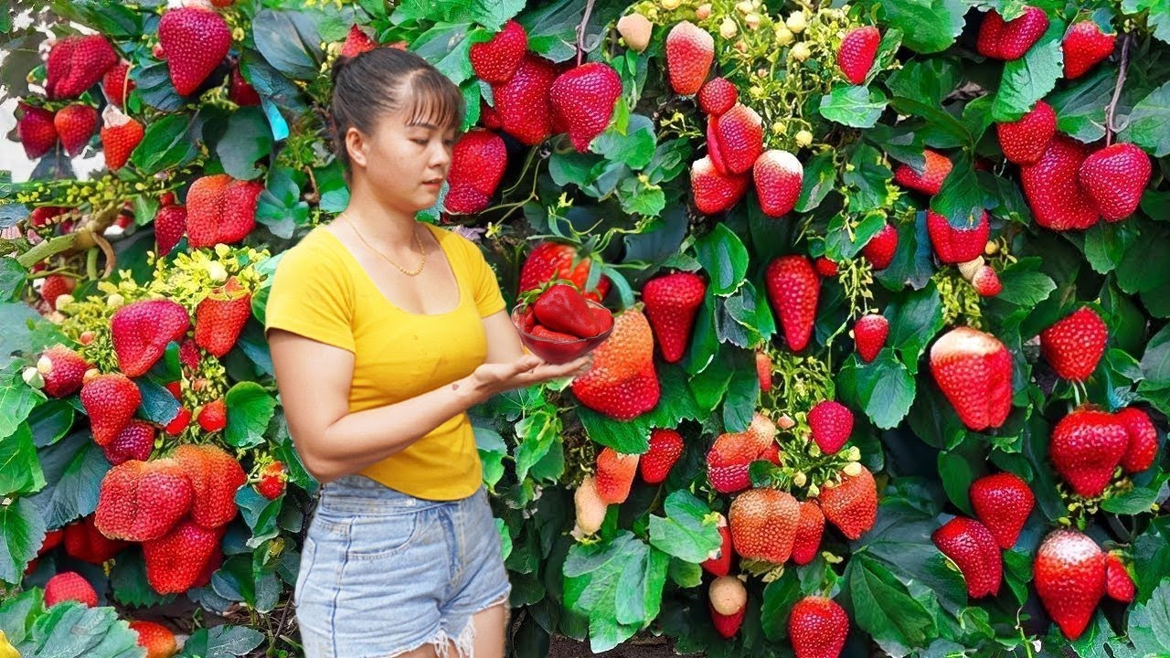 Harvesting Melons Goes To Market Sell, Wood Floor Painting | Tiểu Vân Daily Life