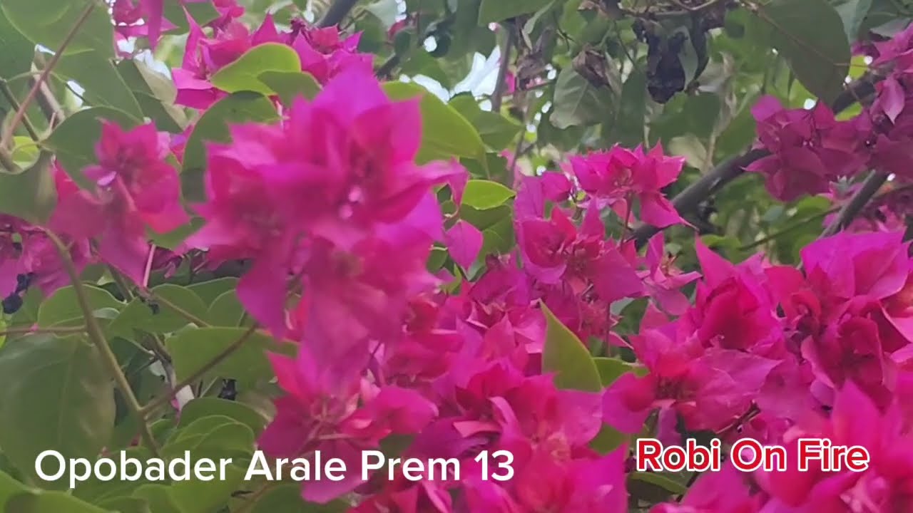 New Golpo: অপবাদের আড়ালে প্রেম (Part-13) Opobader Arale Prem। Robi On Fire