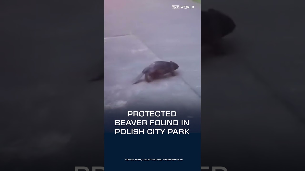 Protected #beaver found in #Polish city #park