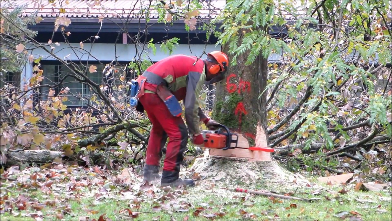 Precise urban tree cutting